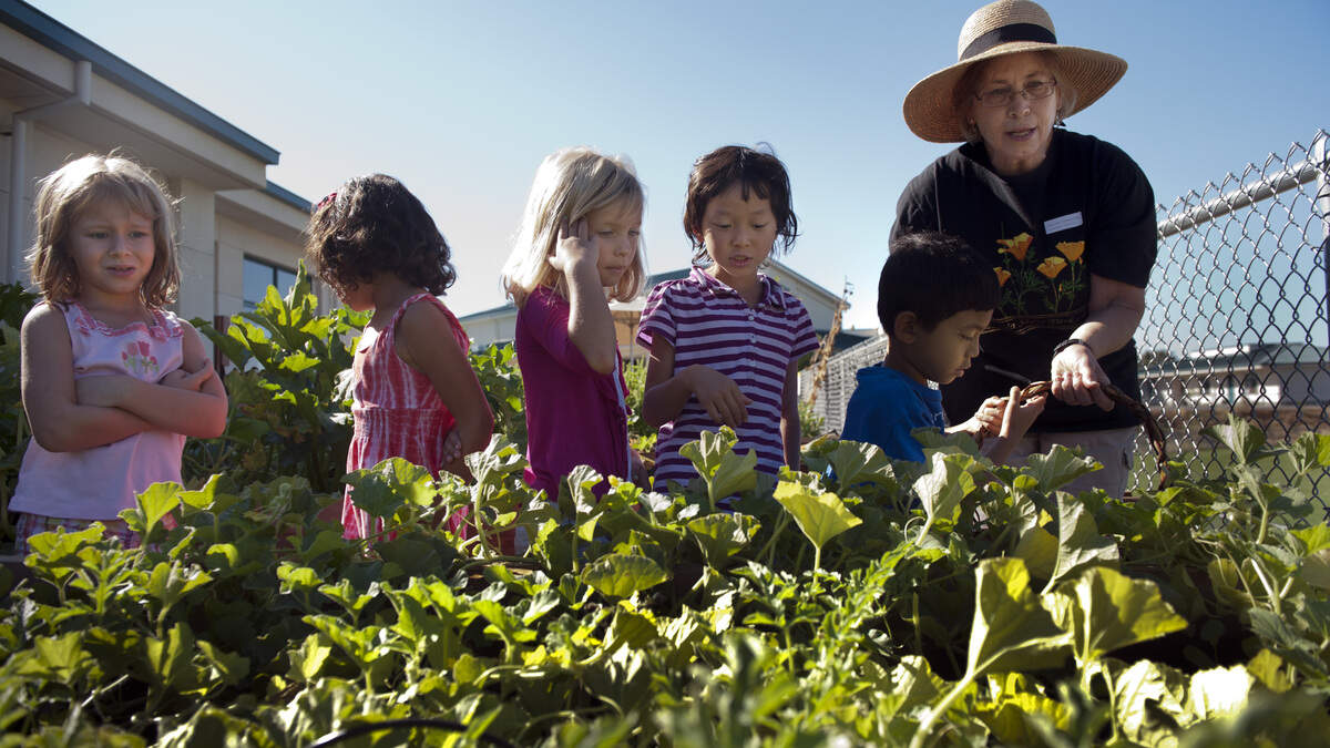 LEDE: School volunteer, Angie Mrva (cq), right, shows first graders, (L-R) Mackenzie Hardy, 7, Madelyn Vidovich, 6, Camryn Lienert, 6, Frances Hsueh, 6, and Ethan Nepo, 6, (cq ALL) how to pick ripe vegetables. Mrva is called the "garden nana" at Lakeview School's fledgling garden in El Dorado Hills and is helping teach children about nutrition as well as plants. It's an innovative way to get more community involvement in the school's garden. Tuesday, September 20, 2011.